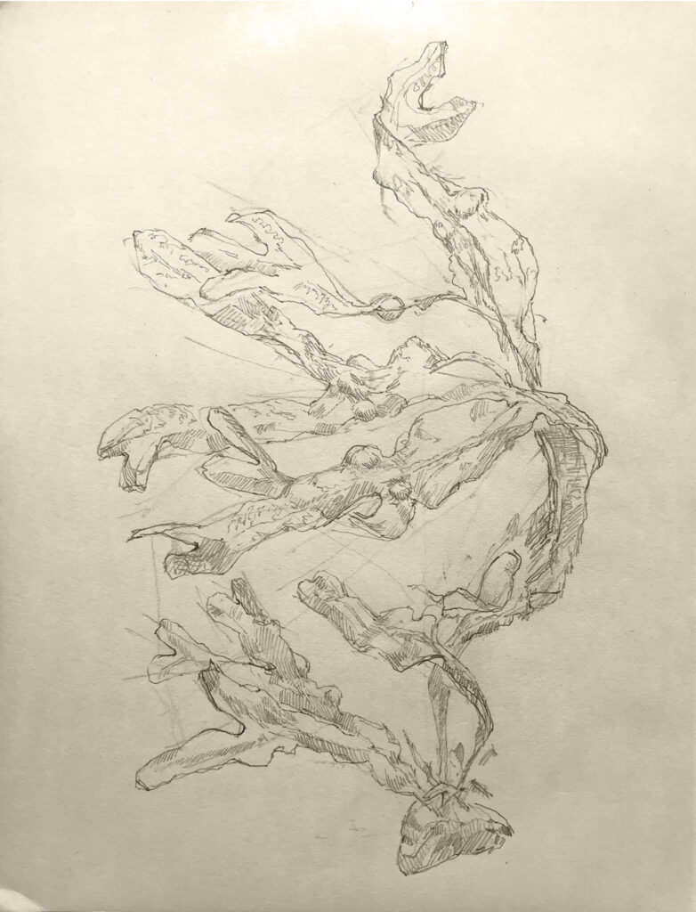 Tegning af tang. Seaweed drawing